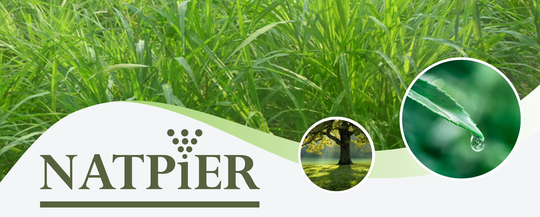 100% натуральный детский спрей NATPIER (продукт из Таиланда) экстракт травы King диспенсер освежителя воздуха