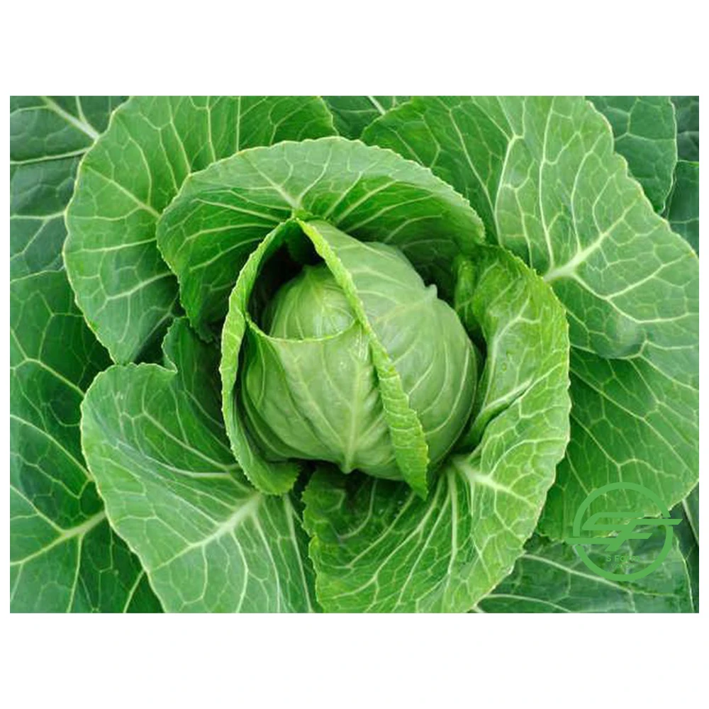 Свежие органические зеленые кабазы без пестицидов