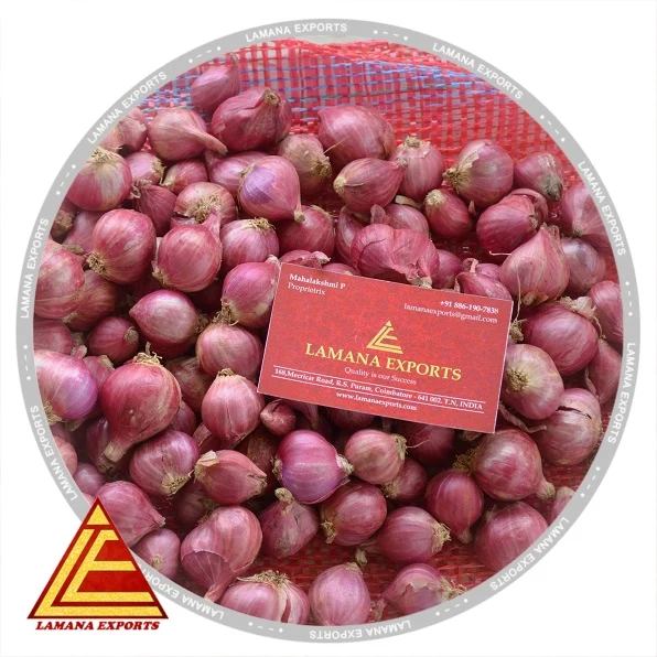 Indian Podisu New Crop for Export Malaysia Singapore