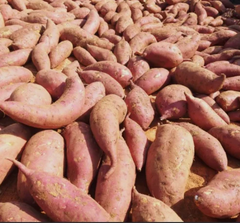  Лидер продаж 1 2021 долларов экспорт японского сладкого картофеля из Вьетнама для оптовой продажи/Ms Sofia + 84 789946878