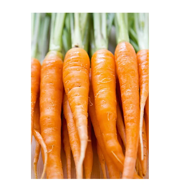 
New Crop Fresh Carrots Best Selling In Reasonable Price 
