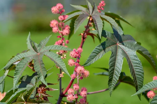 Касторовое масло, касторовое масло, машинное масло
