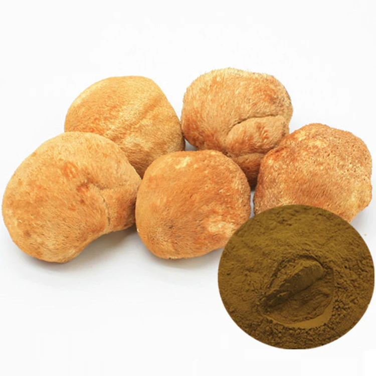 lion mane mushroom extract powder Hericium Erinaceum Extract Fruiting Body 50% polysaccharides by UV lions mane private label