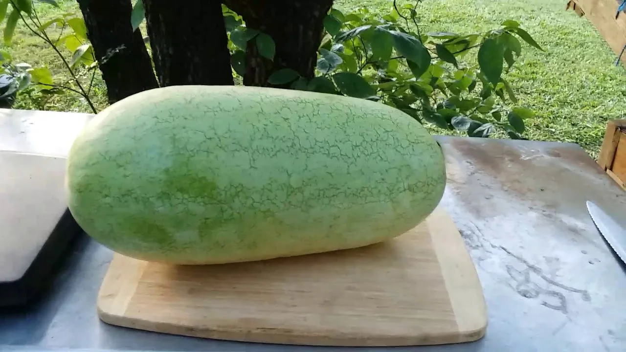 
WHOLESALE FRESH WATERMELON 