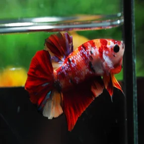 Рыба бета-бета из живой полулуны