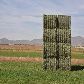 high protein cheap alfalfa hay Animal