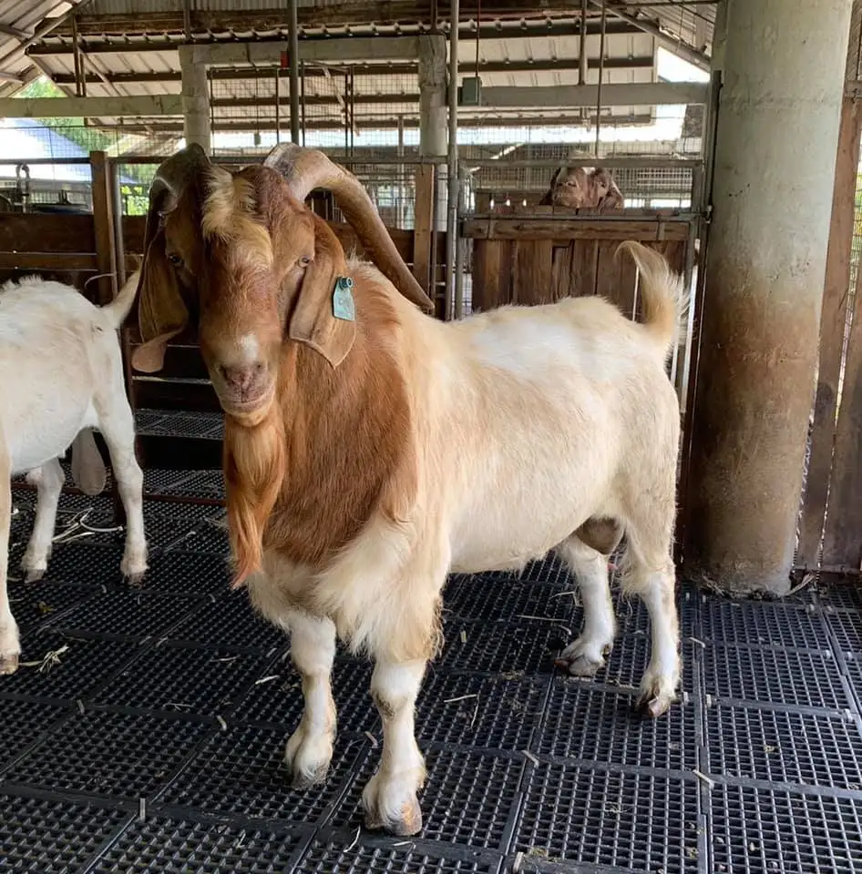 Козы из Франции овцы крупного рогатого скота