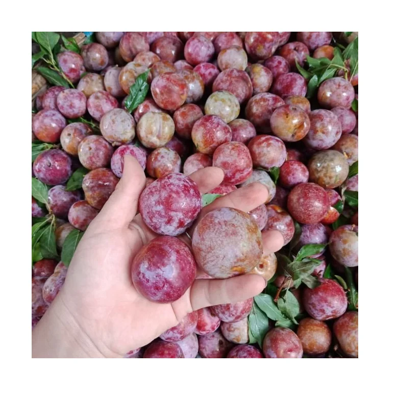 Professional Farm New Harvest Plums Fresh Plums Red shell Fresh Fruit From Vietnam Competitive Price