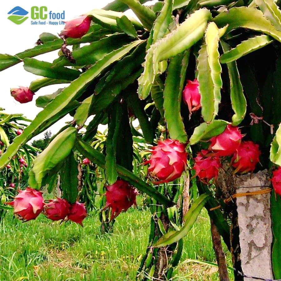 Growing dragon fruit seeds  -  Dragon fruit VietNam -  Natural Sweet Taste  with LC/TT at sight