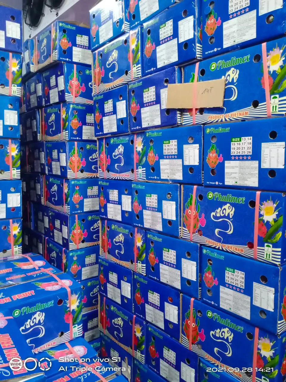 Вьетнамские свежие фрукты дракона по лучшей цене и высокого качества