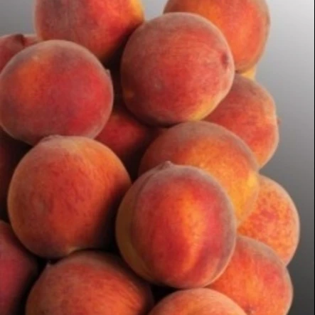Свежий персик, свежие персики, красные персики