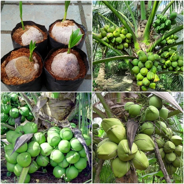  Высококачественные саженцы кокоса сладкий зеленый кокосовый Свежий Кокосовый фрукт контакты 0084 707 750 6