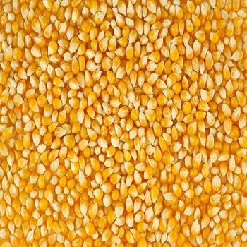 Купить желтую кукурузу из Украины