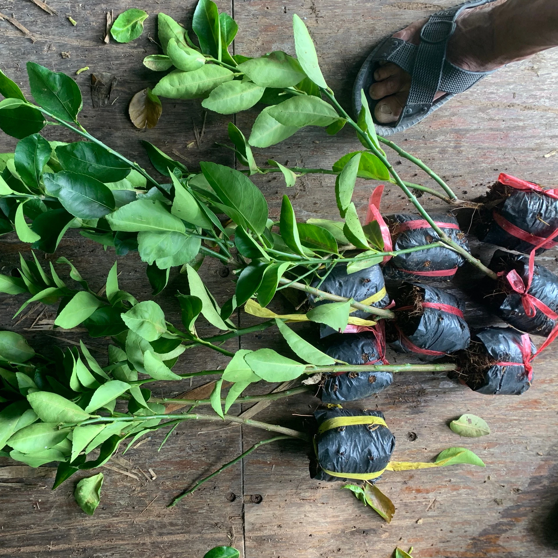 
Вьетнамские саженцы лимона без рассады, высокая производительность, поставщик, самая дешевая цена-мисс акина + 84 902803631 