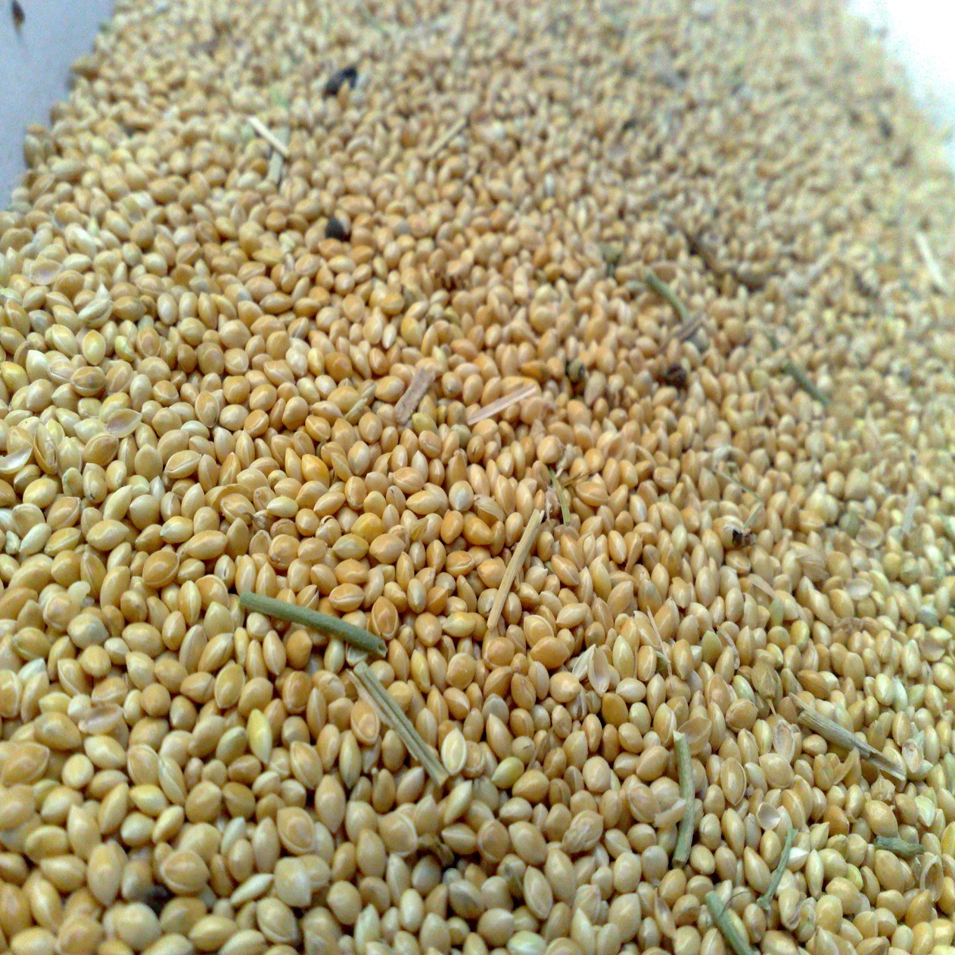 Millet dry.jpg