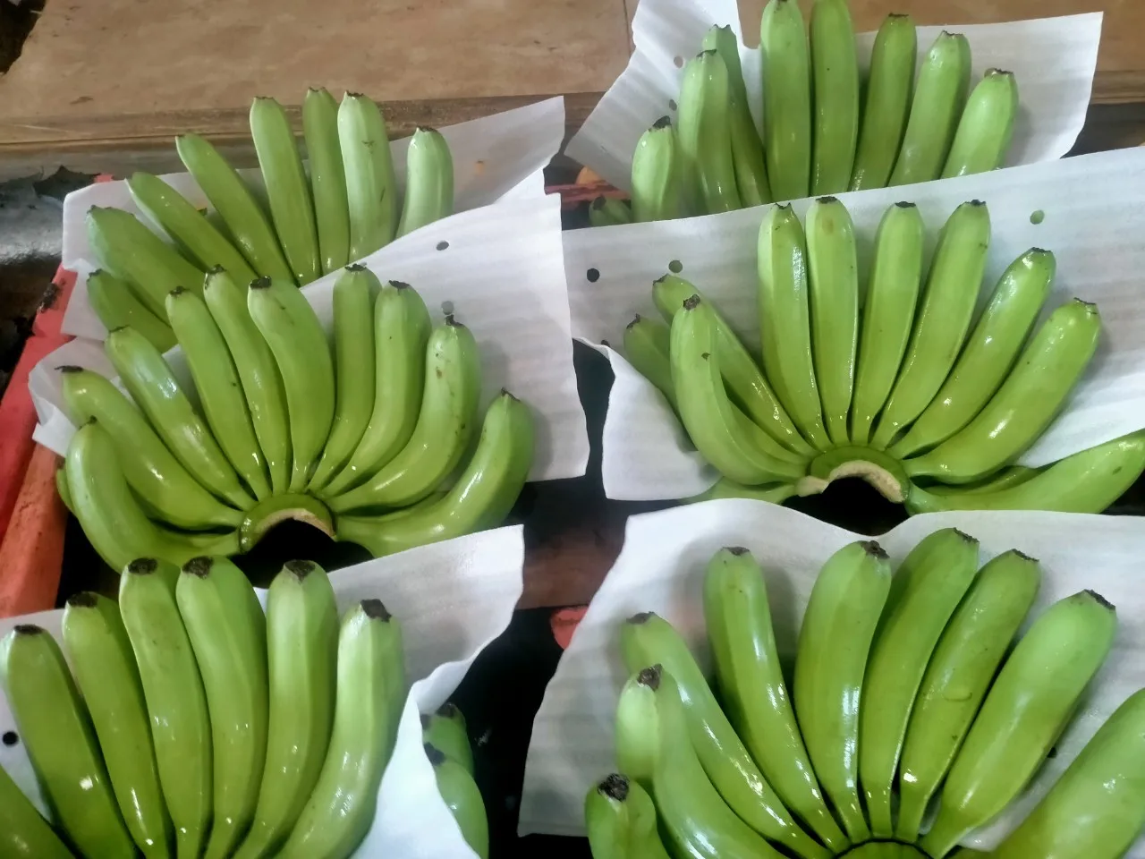 Оптовая продажа Cavendish Banana - 100% органический свежий банан из Вьетнама экспорт фруктов оптовая новейший урожай натуральный сладкий
