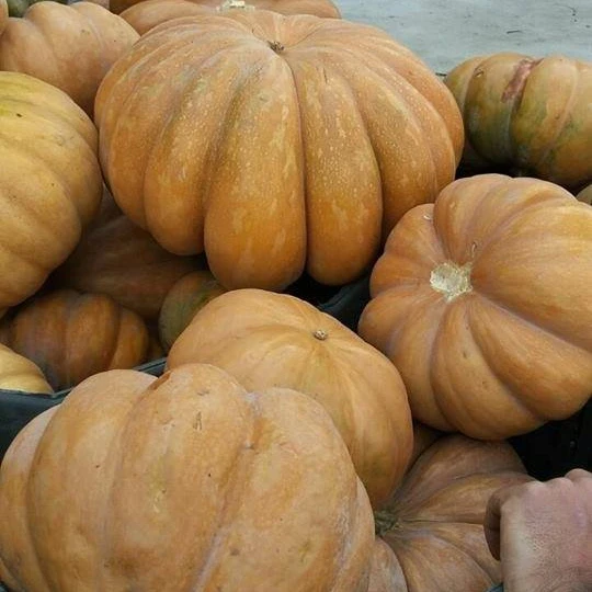 
Red Orange Pumpkin / Fresh Pumpkins For Sale 
