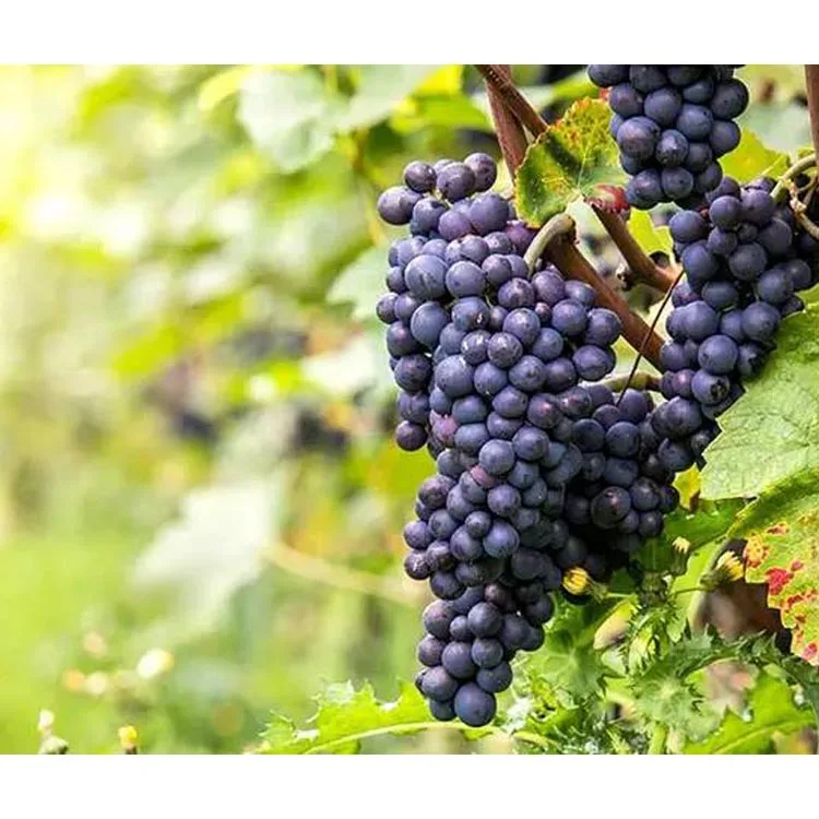 
2021 fresh fruits crimson seedless grape fresh grape seedless for sale green grapes 