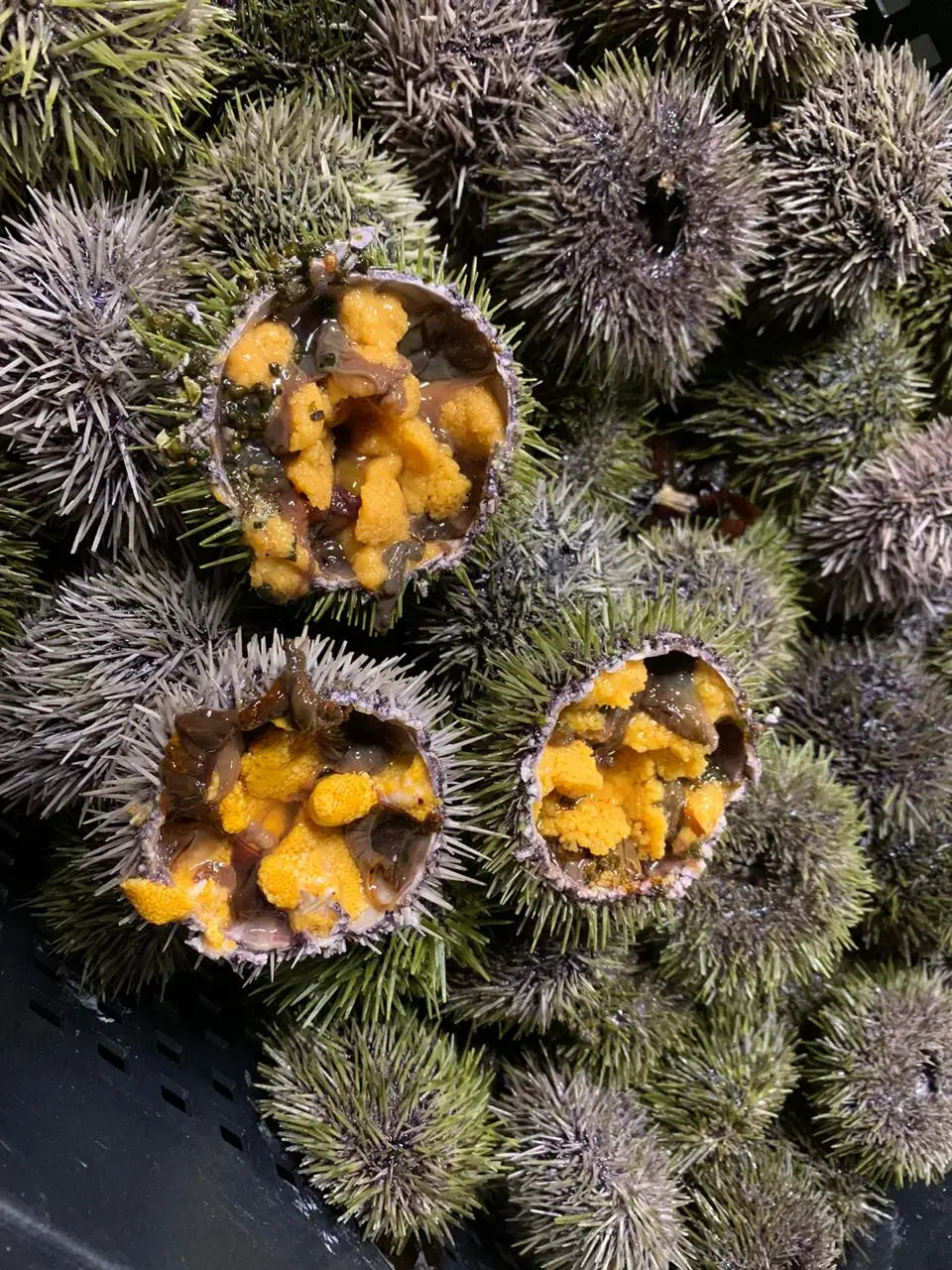 
sea urchin 
