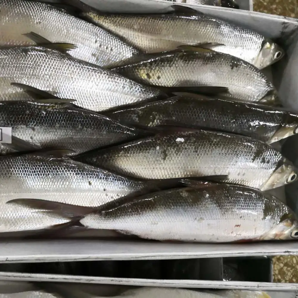high quality wholesale sea frozen milkfish frozen fish seafood sale