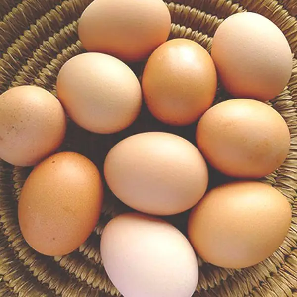 
Broiler hatching eggs Ross 308 and Cobb 500 and Chicken Table Eggs 