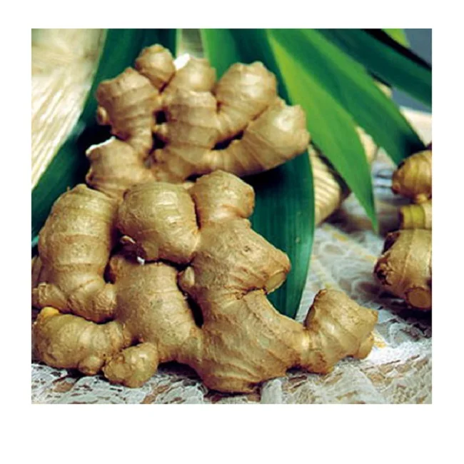 Новинка 100% вьетнамский свежий имбирь от профессионального производителя оптовая цена бесплатный налог