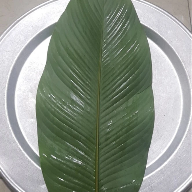 Высококачественные листья Дун фриния из Вьетнама по лучшей цене