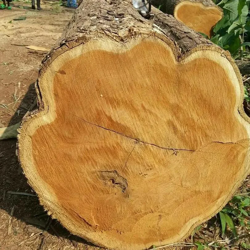 Red and White Oak Round Logs / oak veneer logs / Fresh Grade 1, 2, 3 Round Oak Logs (Fresh Cut)