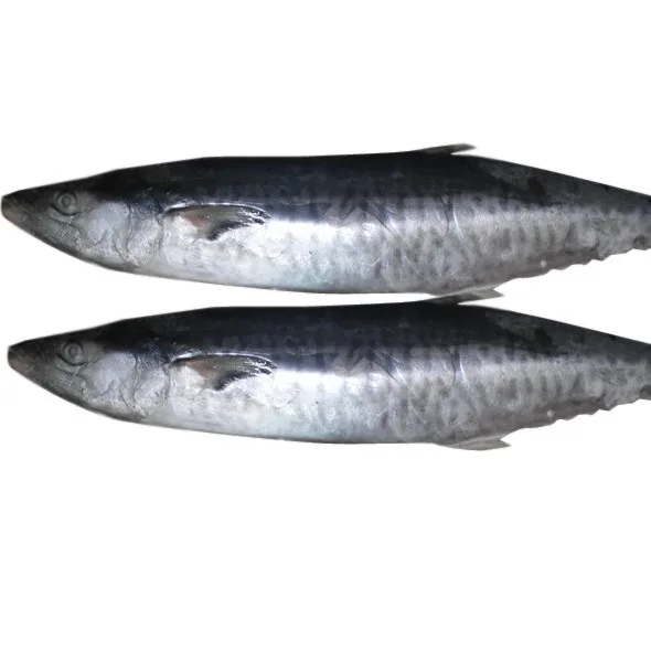 Quality Frozen Atlantic Mackerel For Sale