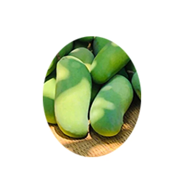 Supanij Thailand Premium Royal Delicious Sweet Mahachanok Mango Premium Quality for 100% Export