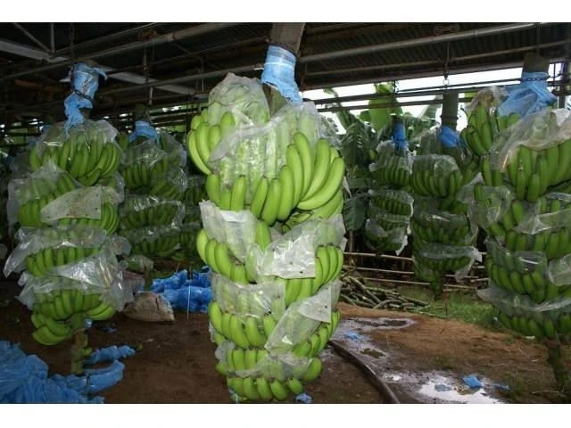 Зеленый свежий банан кавендиш мягкий и сладкий havested во Вьетнаме от компании WIT