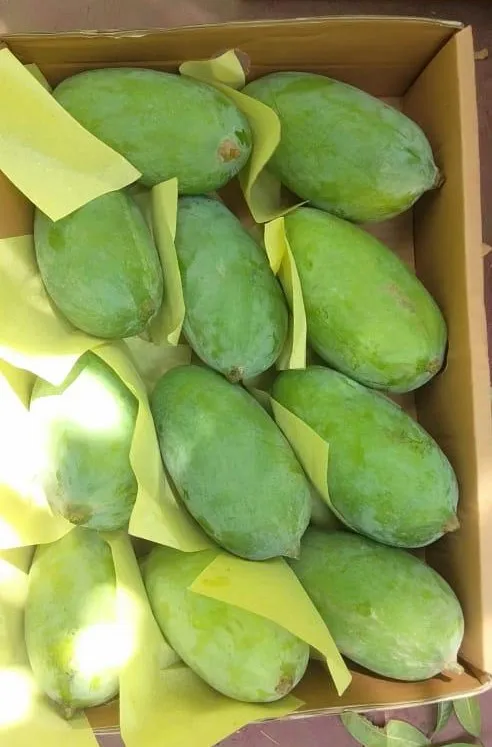  Свежие фрукты манго из пакистана готовые к экспорту на Ближний Восток