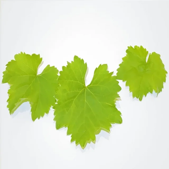 %100 NATURAL Good Quality Style Storage Normal Raw Water Origin Type Life Cool Packaging Salted in Brine Vine Leaves