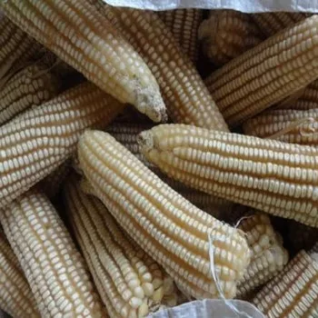 Dry Maize/Dried White Corn/Dried Sweet Corn Competitive Price