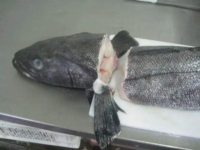  Свежий морской окунь Замороженный