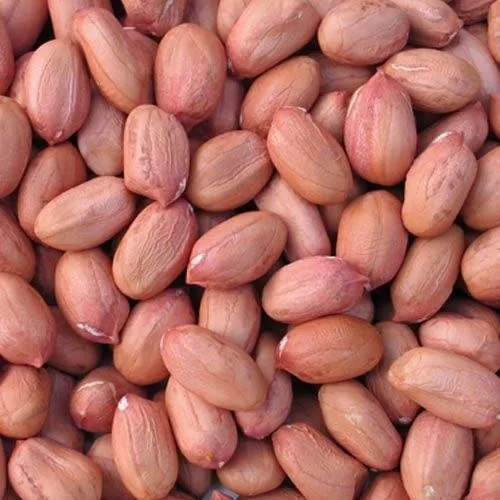 India origin bold peanut kernel high quality raw groundnut peanut sortex quality peanuts india origin