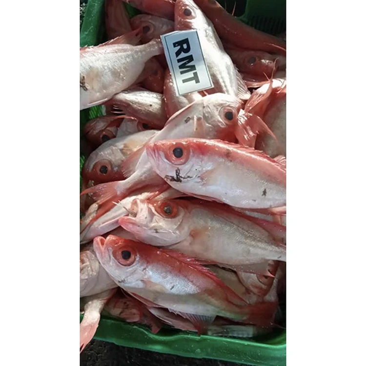 
Frozen Red Snapper Fish Sachet Nutritious Fish Body 