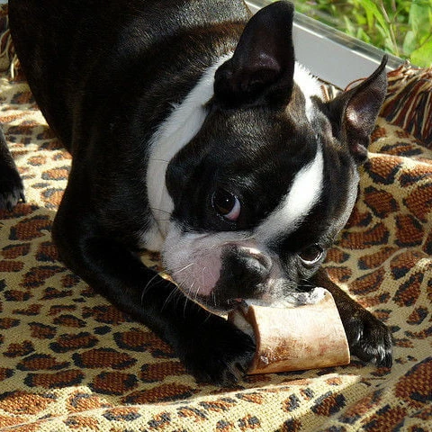 
Funny Pets Bovine Heart - High-Quality Eco-friendly Natural durable Dog Chew Toy Pet Toy Bone dog snacks dry pet food Dog Food 