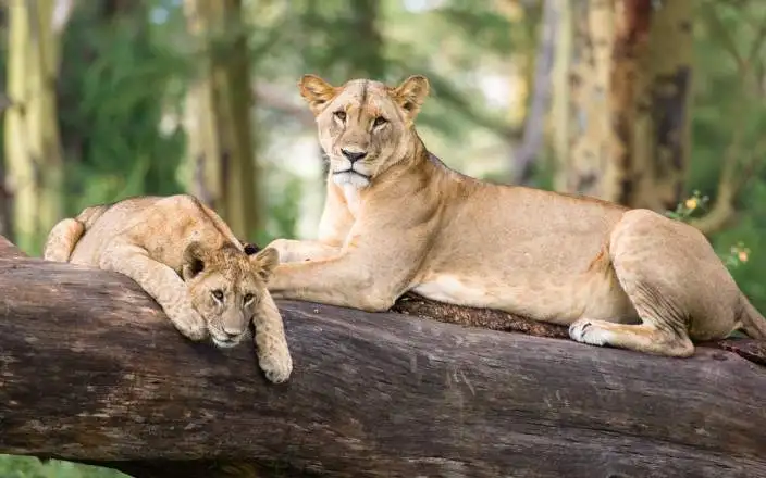 4 DAYS MAGNIFICENT LAKE NAKURU MASAI MARA SAFARI