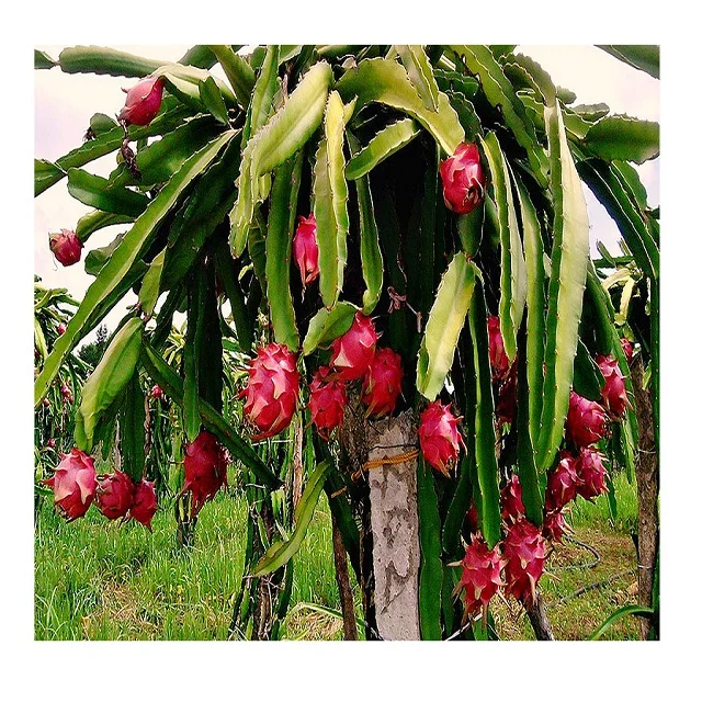 
Best price for fresh pitaya from Vietnam for European market 