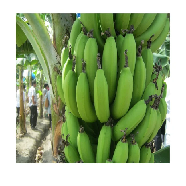  2021 EXPORT QUALITY CAVENDISH