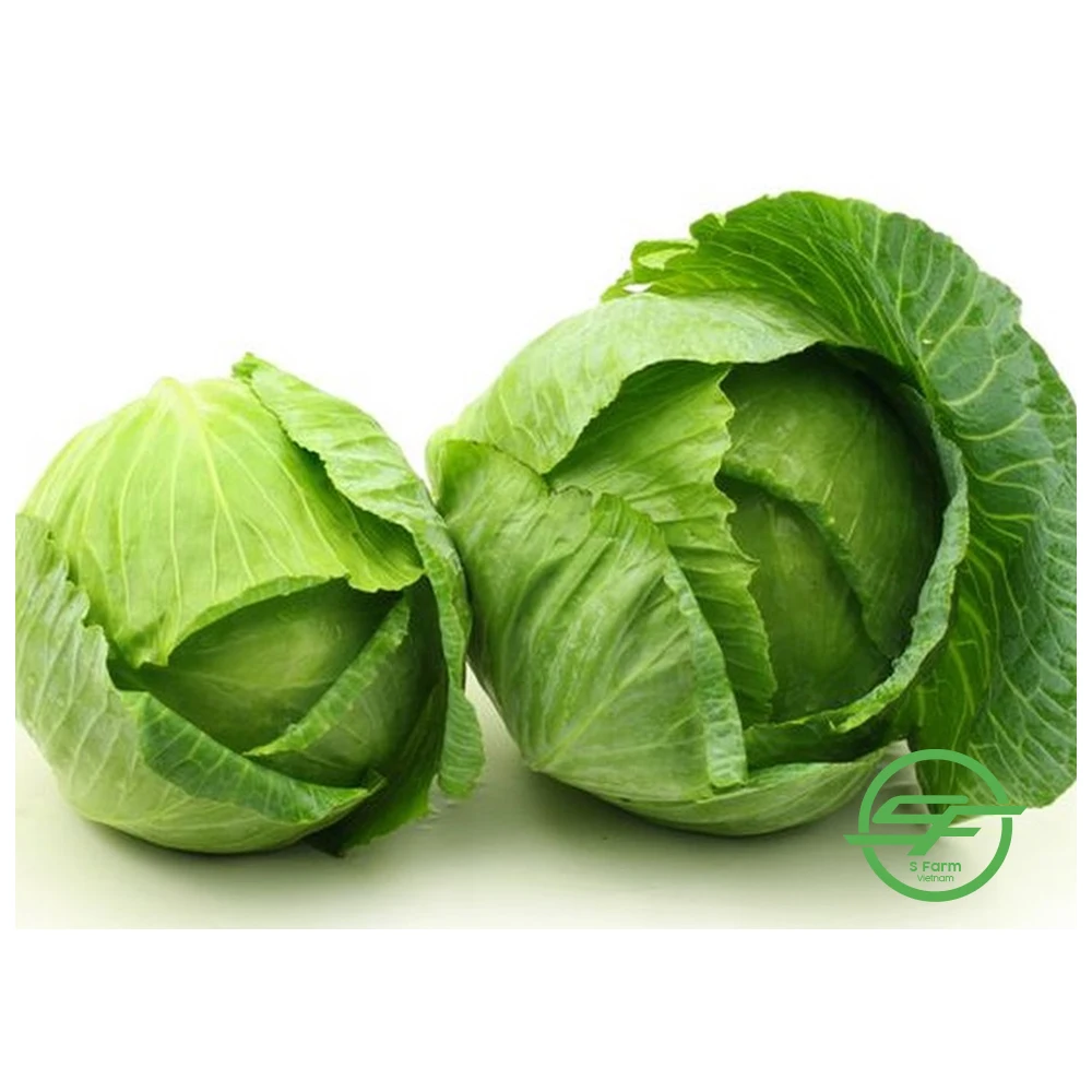 Оптовая продажа свежей капусты хорошие цены