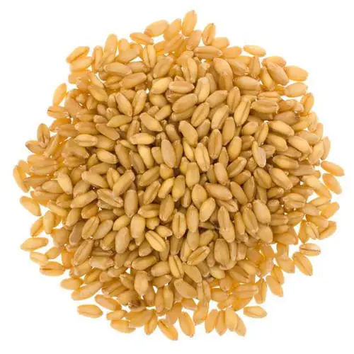 Indian Milling Wheat Non GMO Grain Agricultural Crop (10000003437286)