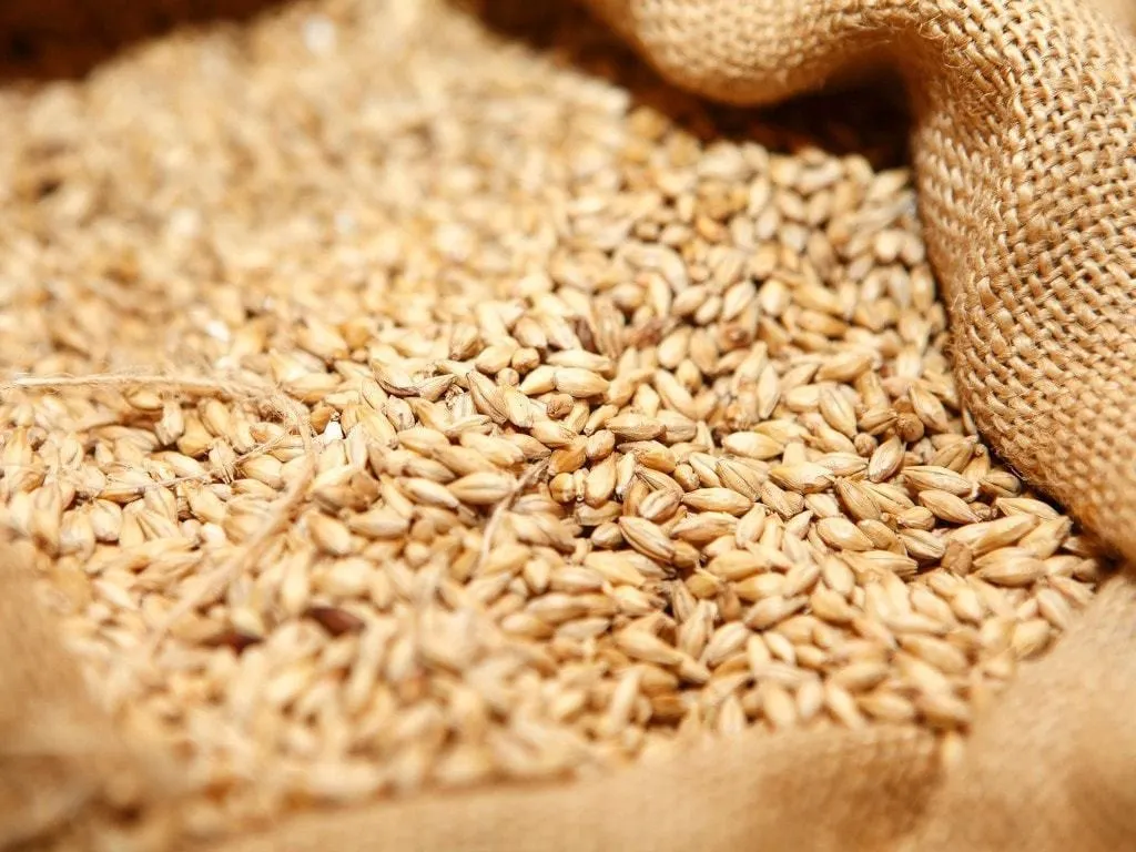 
High Quality WHEAT for Sale in Bulk 