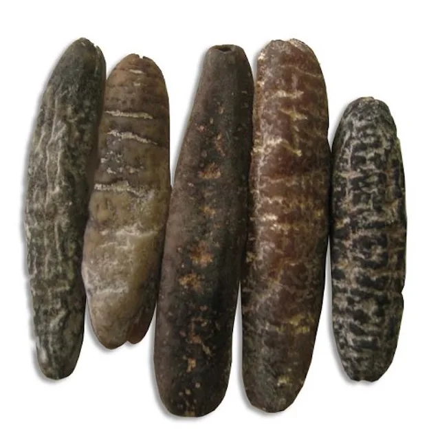 Premium Quality Dried Wild Sea Cucumber For Cheaper rates..