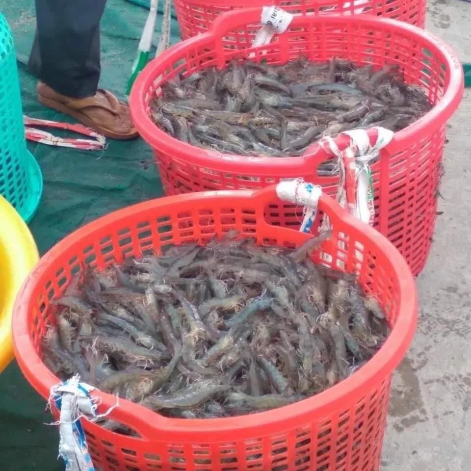 Seafood Frozen Vietnam Export Freezing White Shrimp, Shell  With Shelf Life 24 Months