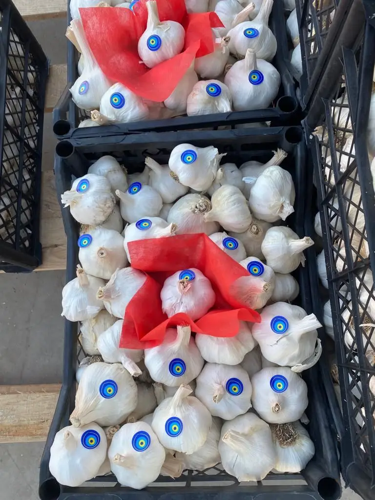 FRESH GARLIC FROM TURKEY BEST QUALITY BEST PRICE NEW CROP 2021 TURKISH GARLIC ORJIN TURKEY