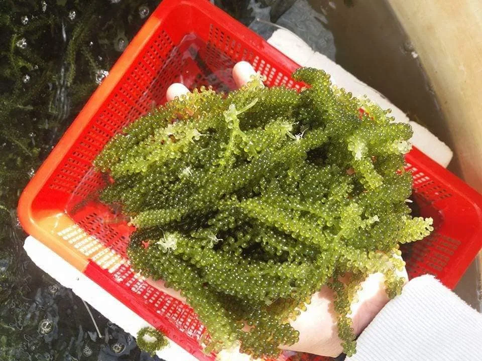 
SEAGRAPE in seaweed from VIETNAM 