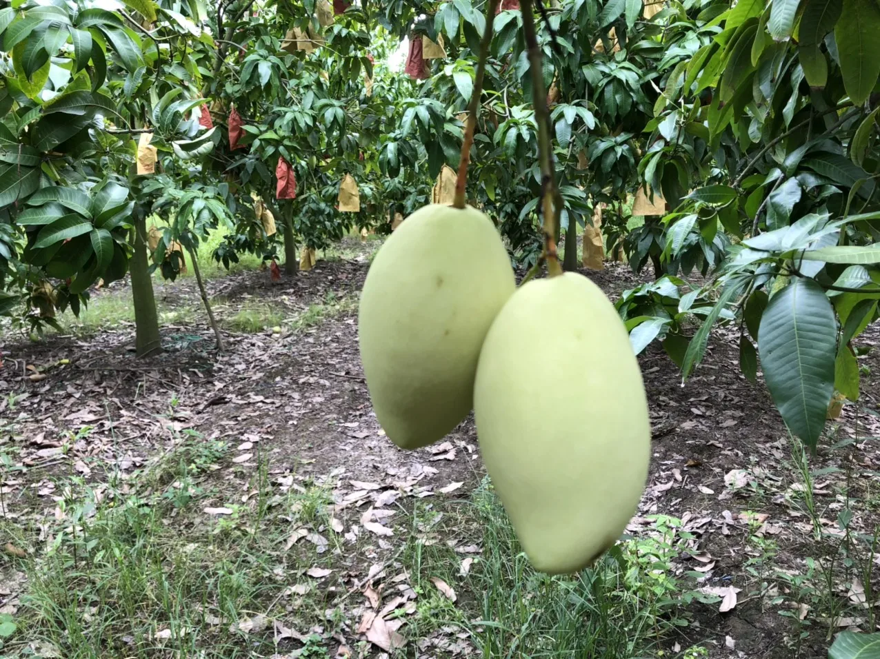 Лидер продаж 2021, свежий зеленый Keo манго по оптовой цене