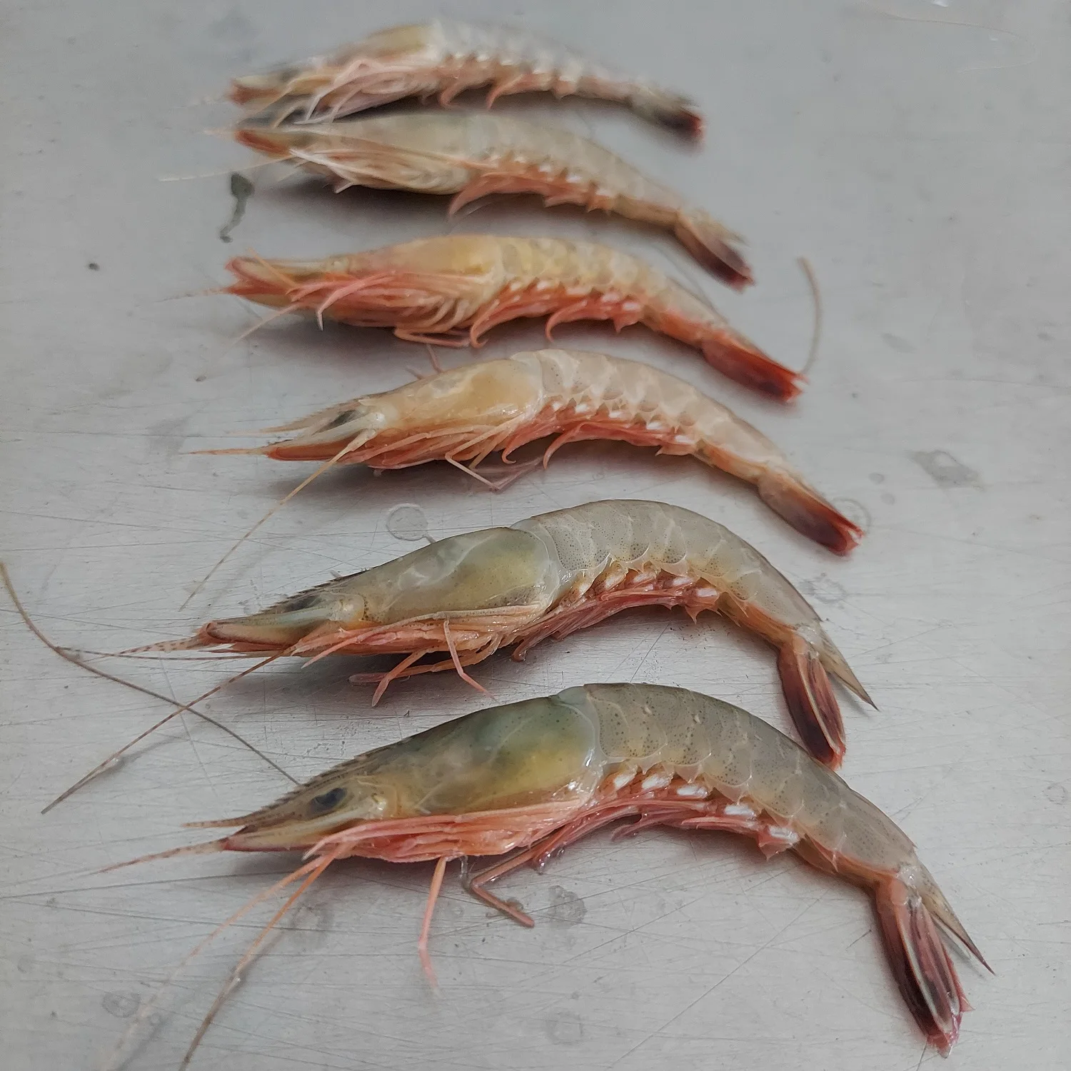 Cat Tiger Shrimps Chilled Head On Shell On Custom Packing Best Quality Master Seafood Product Country of Origin Bangladesh